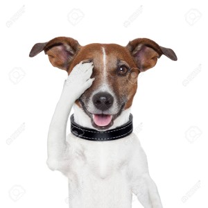 dog-jack-russell