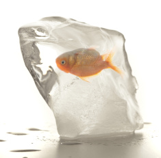 stock-photo-54452898-goldfish-frozen-in-a-ice-cube