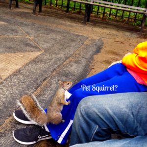 Pet Squirrel in Washington Square Park